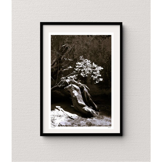 Reaching for Light, Fine Art Photography, Yosemite Valley's Happy Isles, Original Black White Photograph Matted & Framed For Sale - Image 9 of 9