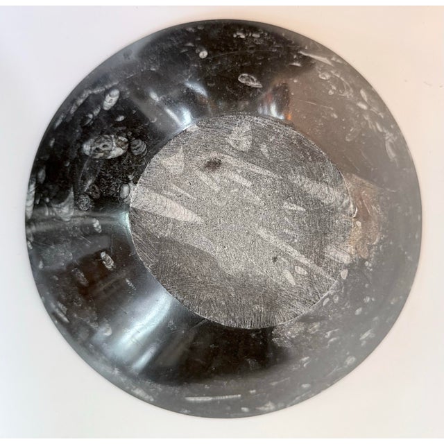 Modern 9.75” Orthoceras Fossil Bowl For Sale - Image 3 of 4