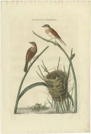 Sepp & Nozeman, Bird Illustration of the Common Whitethroat, 1789, Print