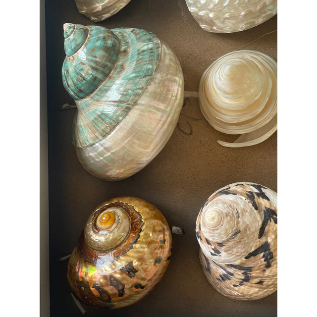 Gorgeous sea Shell collection of large turbo mother of pearl sea shells placed in a shadow box with hinges. Natural...