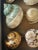 Gorgeous sea Shell collection of large turbo mother of pearl sea shells placed in a shadow box with lid on hinges. Natural...