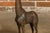 Pair of Small Bronze Midcentury Giraffe Sculptures, American Art For Sale - Image 4 of 12