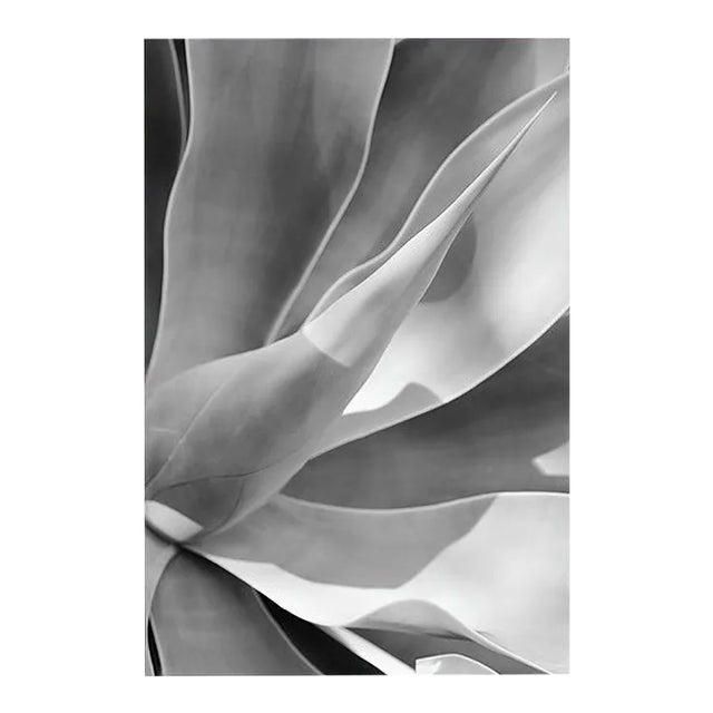 Agave II Signed Limited Edition Oversize Print, 2019 For Sale
