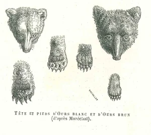 Paul Gervais, The Bear, Original Lithograph, 1854