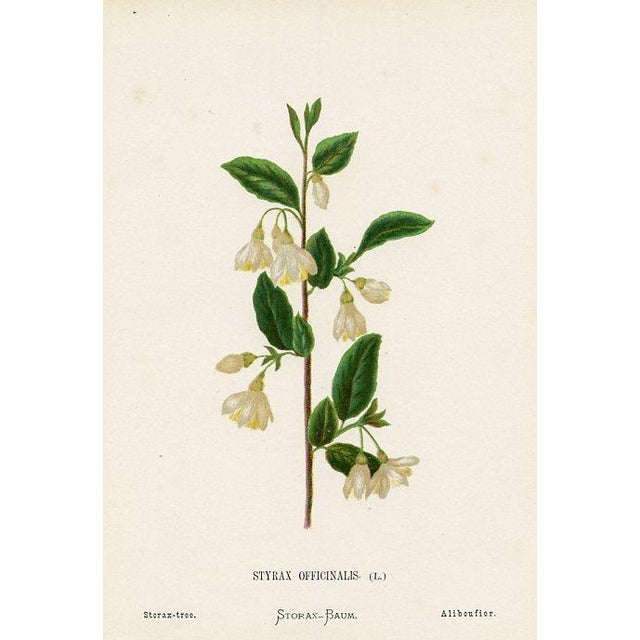 Original antique botanical print from an 1870s guide to the wild flowers of the Holy Land. Each print identifies the name...