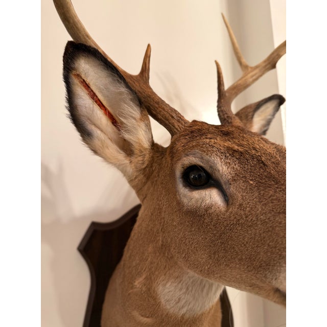 1990s White-Tailed Deer Taxidermy Mount on Wood Plaque - 7 Point For Sale In Nashville - Image 6 of 12
