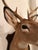 1990s White-Tailed Deer Taxidermy Mount on Wood Plaque - 7 Point For Sale In Nashville - Image 6 of 12