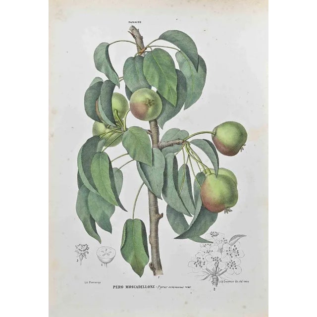 Lithograph hand watercolored. Plate from "Atlante di Botanica popolare ossia Illustrazione di Piante Notevoli di ogni...