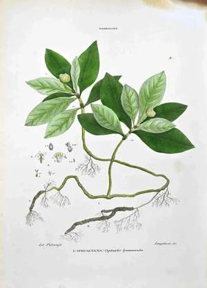 Vincenzo Tenore, The Robbiacee, Lithograph, 1870s