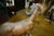 Antique Folk Art, Carved Life Size Mountain Goat - Ram For Sale - Image 15 of 15