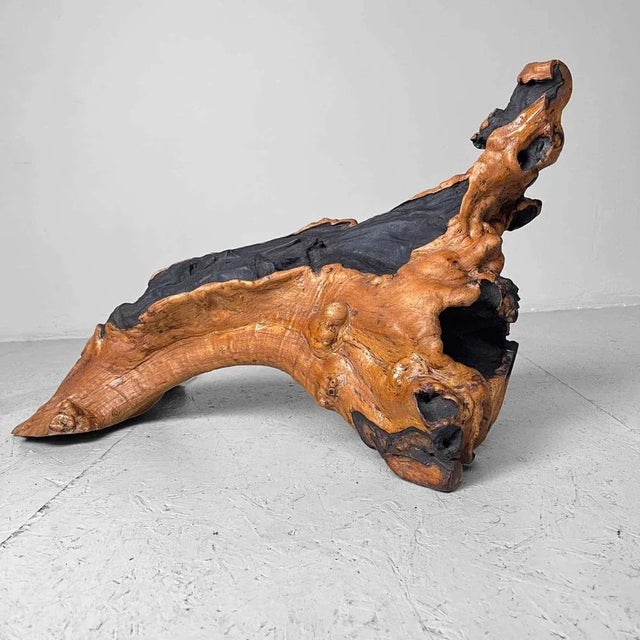 Wood Burl Wood, Japan, 1950s For Sale - Image 11 of 12