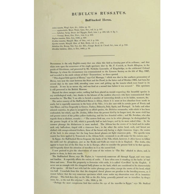 19th Century Original Antique John Gould Bubulcus Russatus Color Bird Lithograph Reproduction Print For Sale - Image 5 of 6