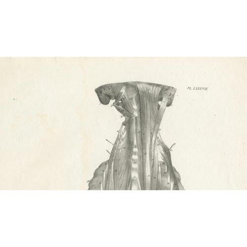 Jules Cloquet, French Anatomical Lithographs of the Spine and Pelvis, 1821, Lithograph, Set of 3 For Sale - Image 9 of 10