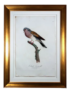 Madame Pauline Knip Engravings of a Pigeon, Plate 42, Colombe Tourterelle