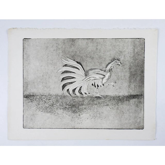 Late 20th century etching on paper of fighting rooster. Unsigned. Unframed.