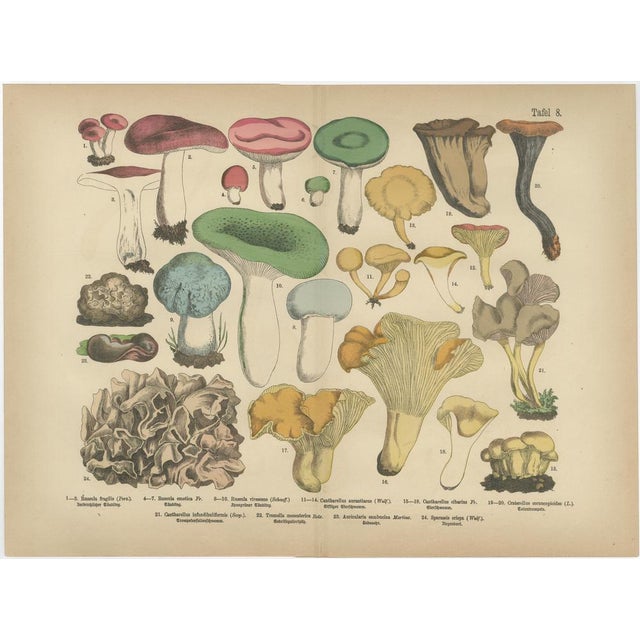 Fly Agaric and Chanterelle Mushrooms, 1885, Paper, Set of 3 For Sale - Image 4 of 10