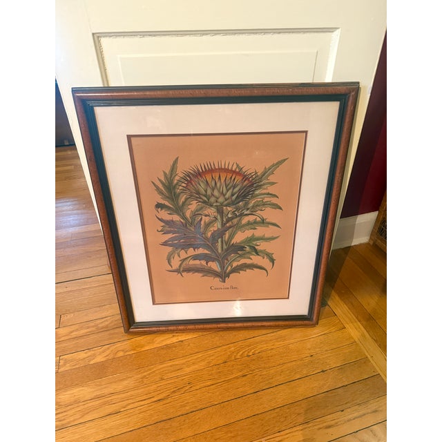 Illustration Late 20th Century Framed Besler Basilius "Cinera Cum Flore" Hand-Colored Artichoke Reproduction Print For Sale - Image 3 of 14
