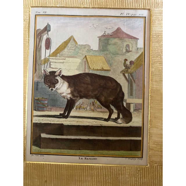 Set of Four Authentic 19th Century Buffon Color Engravings in Corrugated Gold Gesso Mattings. For Sale - Image 10 of 11