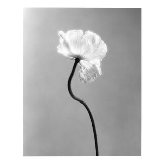 Poppy no.3 - Analogue Black and White Floral Photography, Limited Edition of 15. 2023 For Sale