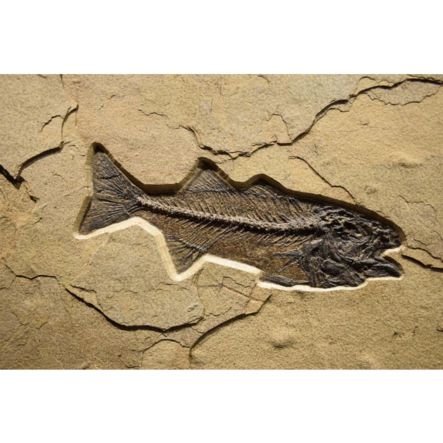 Quarried from our "Fossil Lake" stone layer this mural contains a 12" Mioplosus labracoides a 5-1/2" Diplomysuts dentauts...