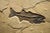 Quarried from our "Fossil Lake" stone layer this mural contains a 12" Mioplosus labracoides a 5-1/2" Diplomysuts dentauts...
