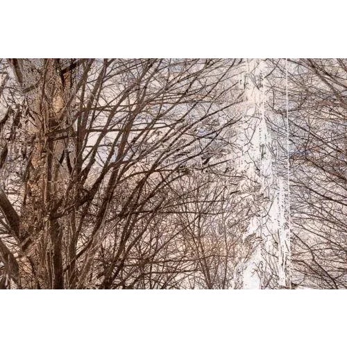 Printmaking Materials Esteban Chavez Allee Alley of Trees Signed Hand Colored Lithograph on Paper For Sale - Image 7 of 12