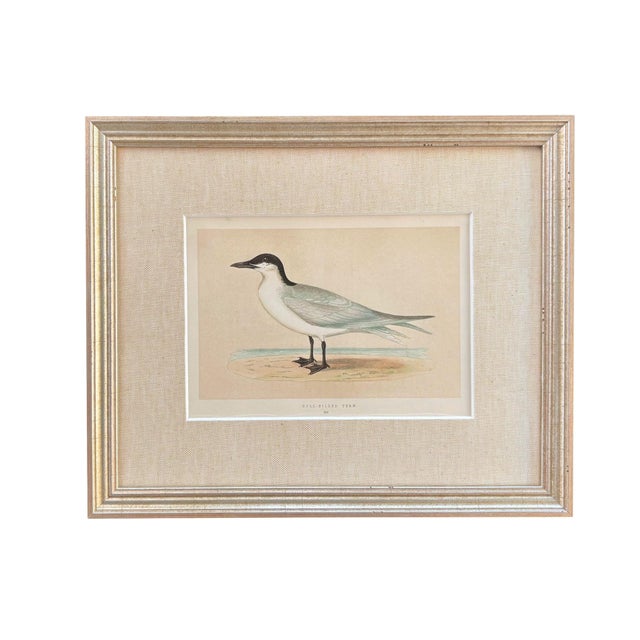 Wood 19th Century English Bird Engravings by Alexander Francis Lydon, Set 12 For Sale - Image 7 of 18