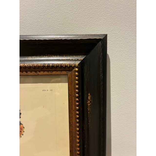 English Vintage Red Admiral Butterfly & Botanical Print in Black and Gold Wood Frame For Sale - Image 3 of 4