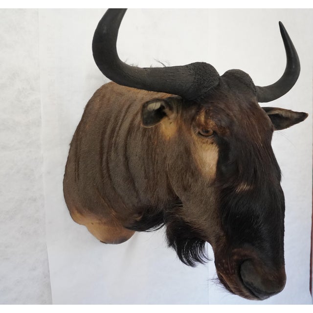 African Wildebeest Mount Head Bust For Sale - Image 3 of 18
