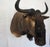 African Wildebeest Mount Head Bust For Sale - Image 3 of 18