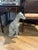 1980s 1980’s Life Sized Glazed Ceramic Greyhound or Whippet Statue For Sale - Image 5 of 11