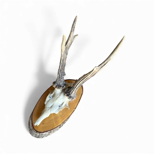 Roe Deer Trophy 30 — Black Forest antlers mounted on a slice of wood, 1980s. Measures 4.5"W x 8"D x 12"H. A charming...