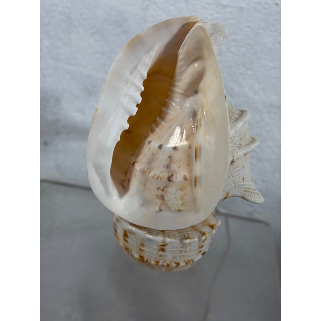 Shell Vintage Shell Lamp For Sale - Image 7 of 7