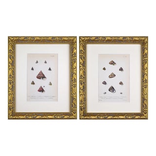 19th Century Antique Hand Colored English Shell Prints by John Jeffreys 1869-A Pair For Sale