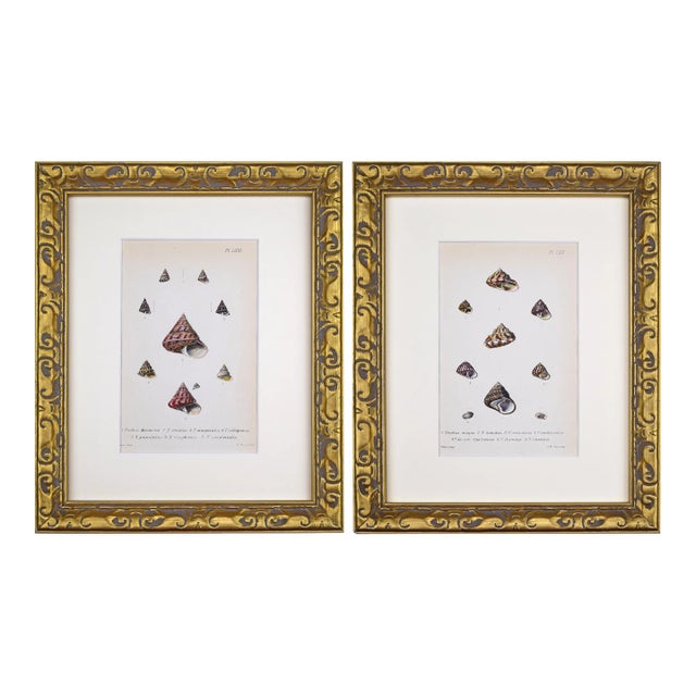 19th Century Antique Hand Colored English Shell Prints by John Jeffreys 1869-A Pair For Sale
