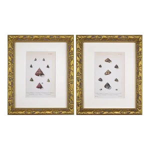 19th Century Antique Hand Colored English Shell Prints by John Jeffreys 1869-A Pair