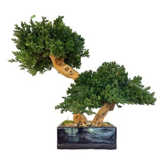 Organic Modern Faux Bonsai Tree on California Grapewood Root in Porcelain Planter For Sale