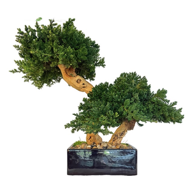 Organic Modern Faux Bonsai Tree on California Grapewood Root in Porcelain Planter For Sale