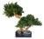 Organic Modern Faux Bonsai Tree on California Grapewood Root in Porcelain Planter For Sale