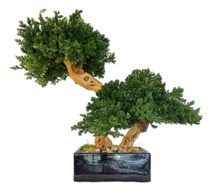 Organic Modern Faux Bonsai Tree on California Grapewood Root in Porcelain Planter