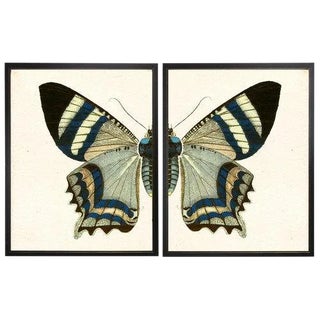 Split Blue and White Butterfly - 46" X 29" For Sale