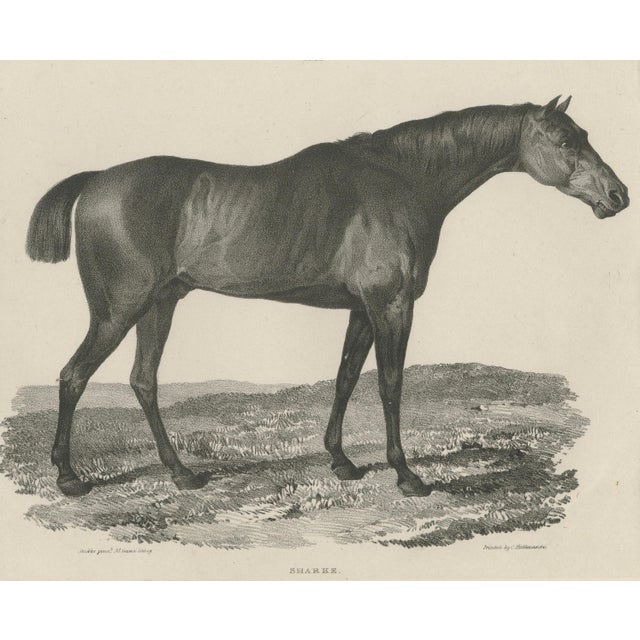 Maxim Gauci, Sharke Thoroughbred Horse Portrait, Lithograph, 1840 For Sale - Image 7 of 9
