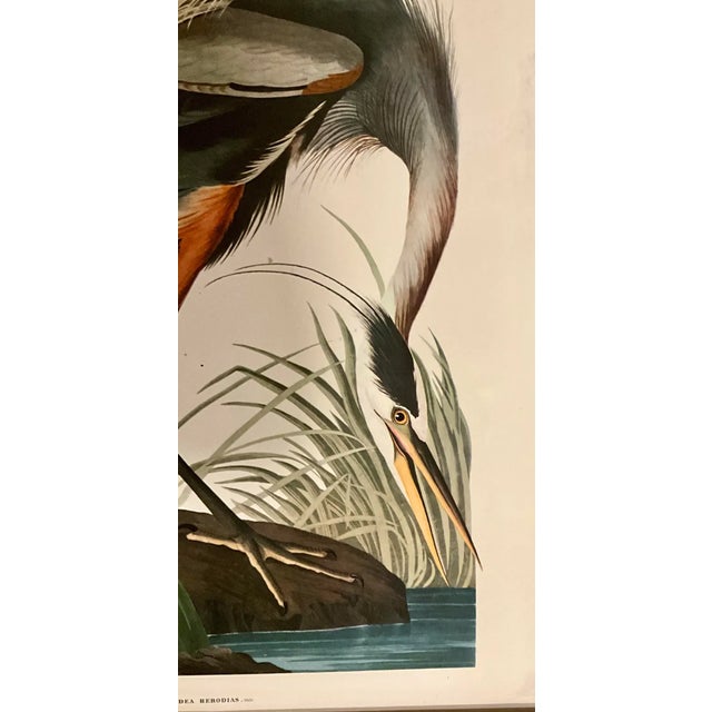 John James Audubon 1960s Pair. Of Original Prints John James Audubon the American Flamingo and the Great Blue Heron Double Giltwood Rope Framed Linen Matte. For Sale - Image 4 of 10
