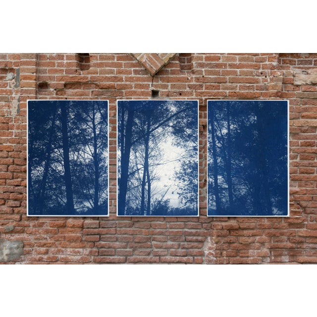 This is an exclusive handprinted limited edition cyanotype. This beautiful triptych displays a quiet forest silhouette...