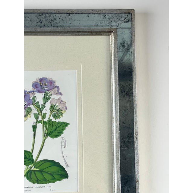 Vintage Trowbridge Custom Framed Botanical Print “Cosmanthus Grandiflorus” After Louis Van Houtte (1810–1876) For Sale - Image 4 of 10