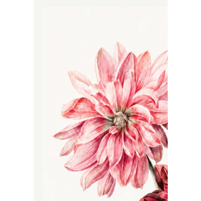 A beautiful example of 19th-century botanical illustration, this vintage art print reproduction features Dahlias by Dutch...