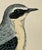 Antique Hand Tinted Bird Print From England Featuring a Black & Blue Wheatear - Circa 1888 For Sale - Image 4 of 11