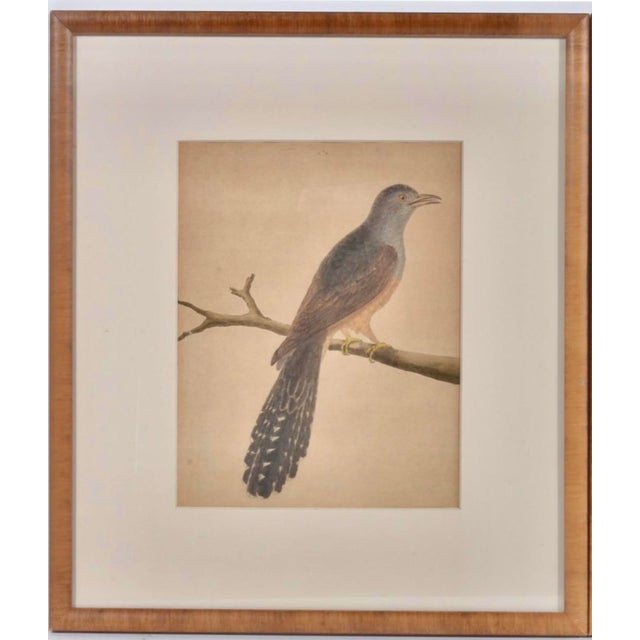Birds: Antique Copperplate Engravings of by François Martinet - Set of Four For Sale - Image 11 of 14