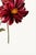 Not Yet Made - Made To Order Dahlias by Willem Hekking, Vintage Botanical Art Print, 20" X 30" For Sale - Image 5 of 10