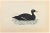 Velvet Scoter is a modern artwork realized in 1870 by the British artist Alexander Francis Lydon (1836-1917). Woodcut...